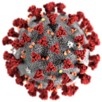 Corona virus