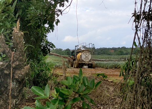 Pesticides on Pineapples