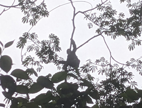 Sloth Silouette in the jungle