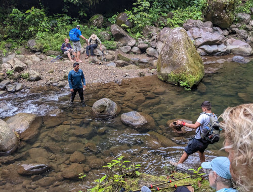 Jungle Water Crossing