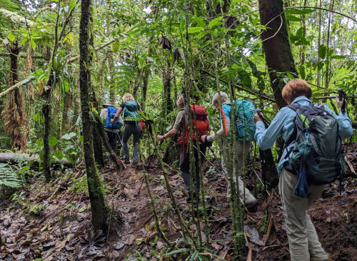 Dens Costa Rica Jungle