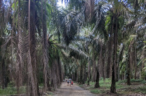 Palm Oil Forest