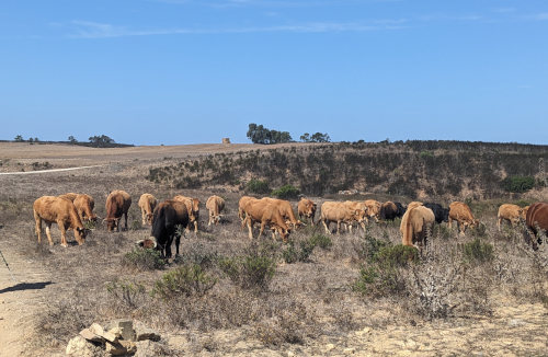 Portuguese Cattle