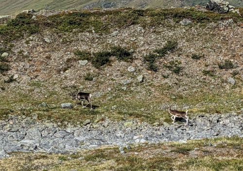 Reindeer on Kings Trail Kungsleden in Sweden