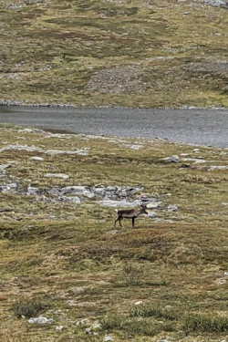 Swedish Reindeer near Kebnekaise