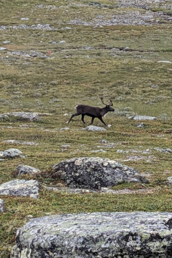 Reindeer on Kungsleden Trail