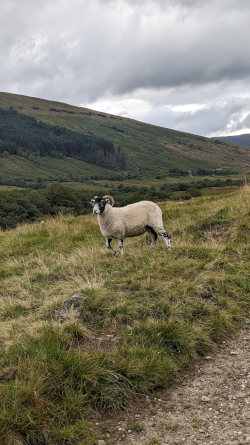 Sheep Poser