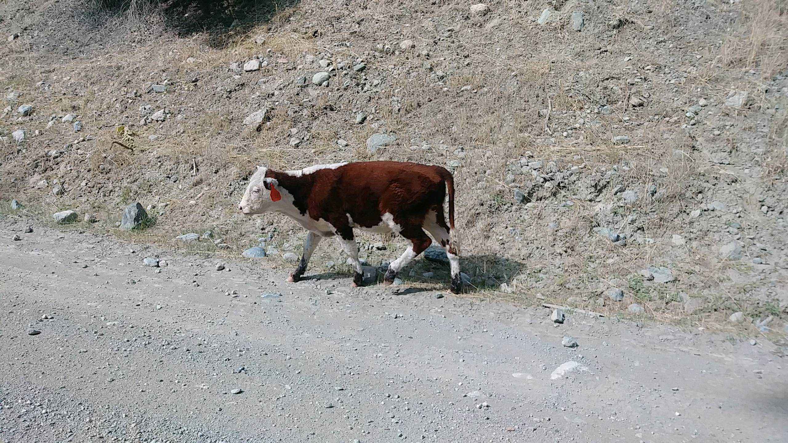 Cowville Cow