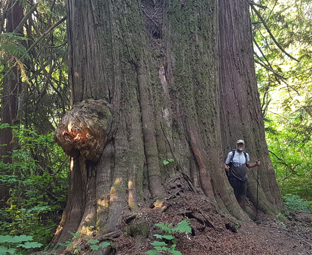 Old Growth Cedar Trees