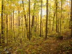 superior hiking trail yellow forest